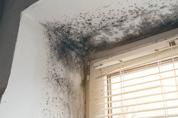 Affordable Mold Inspection And Testing solutions in Fountain, CO